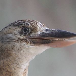 Blue-winged kookaburra