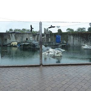 Polar bear enclosure