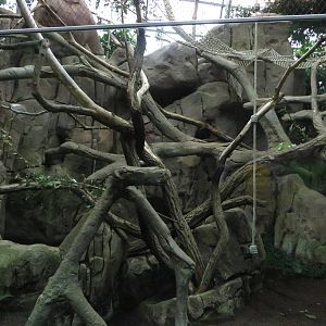 Howler monkey indoors
