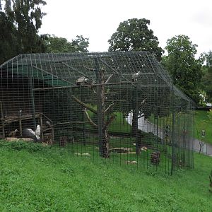 Griffion vulture aviary