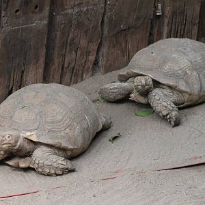 African spurred tortoises