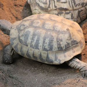 Hermann's tortoise