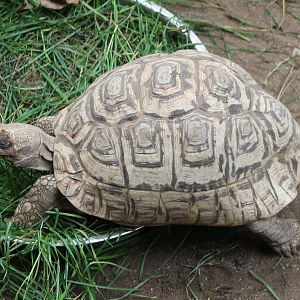 Leopard tortoise
