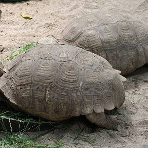 African spurred tortoises