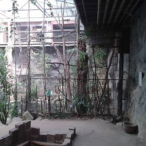 Aviary Silvery-cheeked hornbills