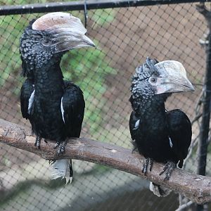 Silvery-cheeked hornbills