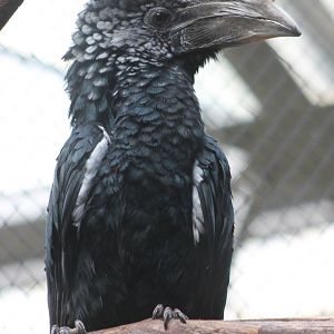 Silvery-cheeked hornbill