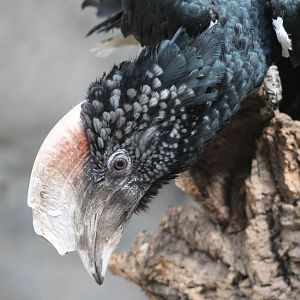 Silvery-cheeked hornbill
