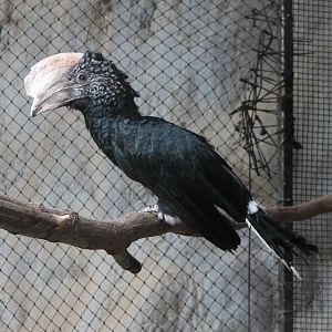 Silvery-cheeked hornbill