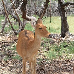 Barasingha