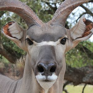 Greater Kudu