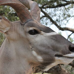 Greater Kudu