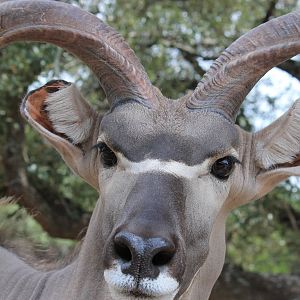 Greater Kudu