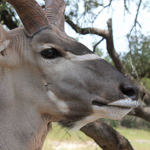 Greater Kudu