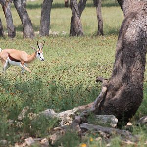 Springbok