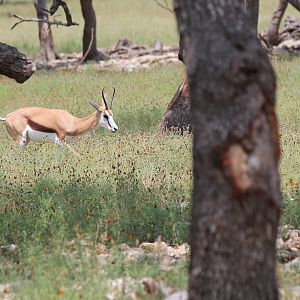Springbok