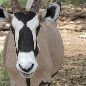 Gemsbok