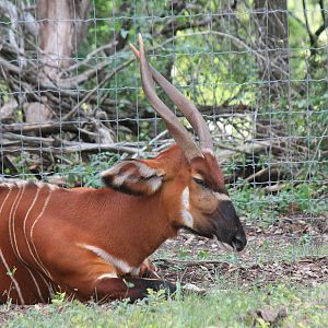 East African Bongo