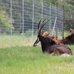 Sable Antelope