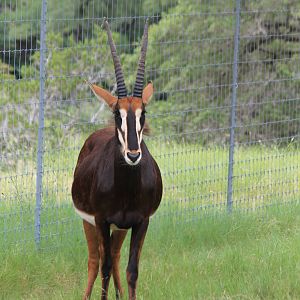 Sable Antelope