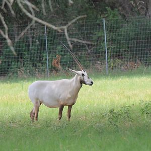 Arabian Oryx