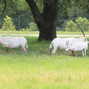 Arabian Oryx