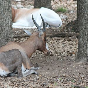 Blesbok
