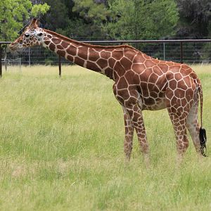 Reticulated Giraffe