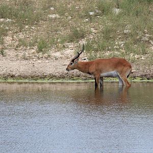 Red Lechwe