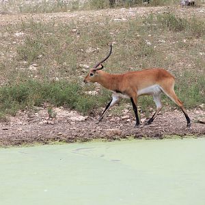 Red Lechwe