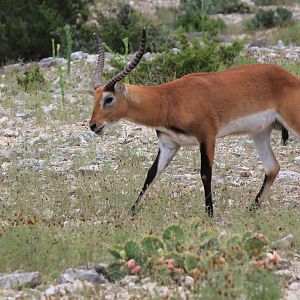 Red Lechwe