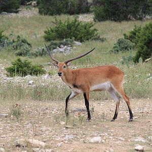Red Lechwe
