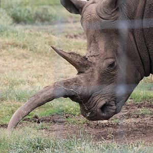 Southern White Rhinoceros