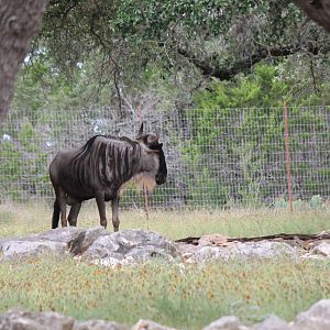 Eastern White-Bearded Wildebeest