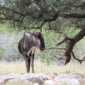 Eastern White-Bearded Wildebeest