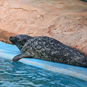 Harbor Seal