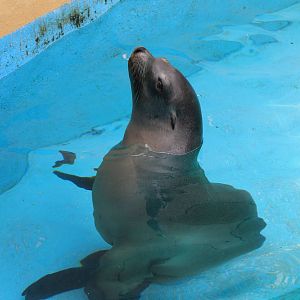 California Sea Lion
