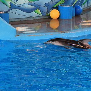 Pacific White-Sided Dolphin