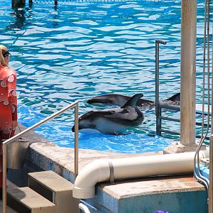 Pacific White-Sided Dolphin