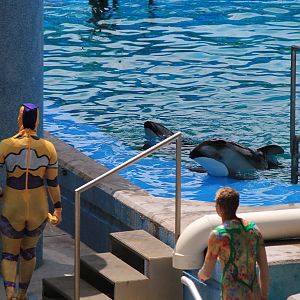 Pacific White-Sided Dolphin