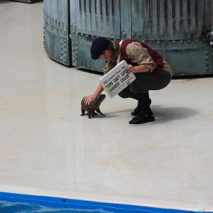 Asian Small-Clawed Otter