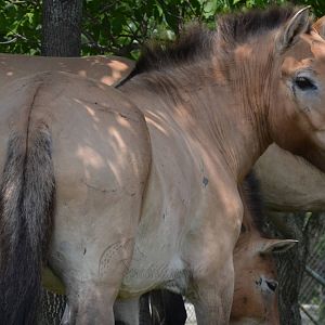 Przewalski?s Horse