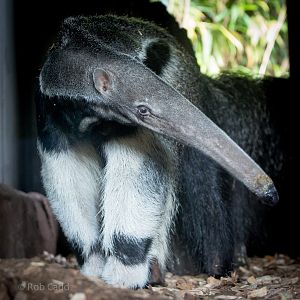 Giant anteater : Colchester : 22 Aug 2014