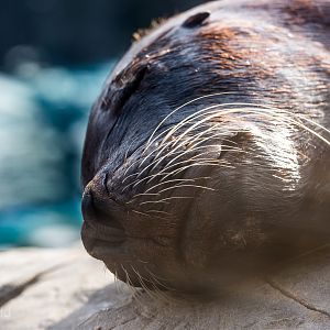 Patagonian sea lion : Colchester : 22 Aug 2014