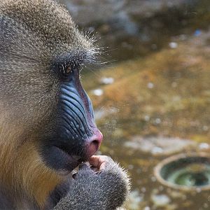 Mandrill : Colchester : 22 Aug 2014