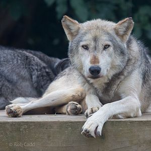 Grey wolf : Colchester : 22 Aug 2014