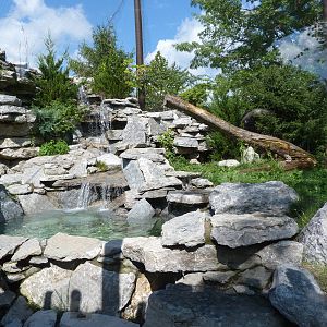 Cougar Exhibit - September 2014