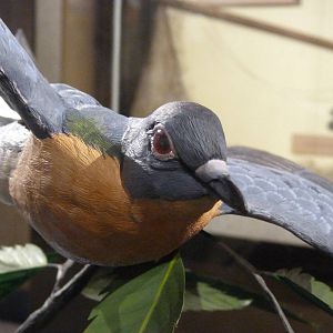 Passenger Pigeon Memorial - Sept. 2014
