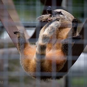 Ring-tailed coati : Hamerton : 31 Aug 2014