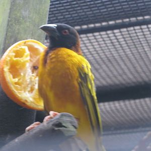 Male Weaver August 2014.